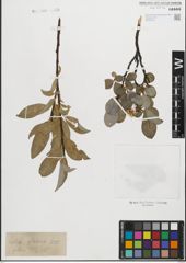 Foto von Salix glabra Scop.
